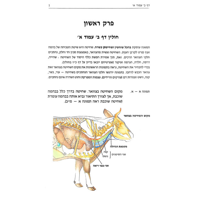 Meor L'Mesechtos Chulin, Bechoros V'Shechitas Kodshim / מאור למסכתות חולין, בכורות ושחיטת קדשים
