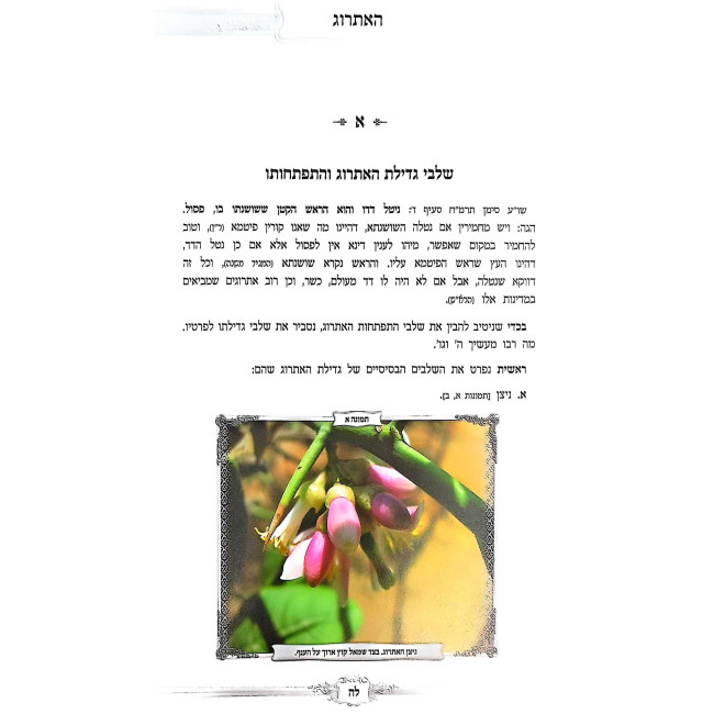 Pri Eitz Hadar / פרי עץ הדר