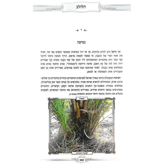 Pri Eitz Hadar / פרי עץ הדר